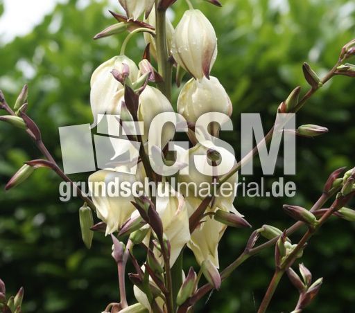 Yucca-Blüte-078.jpg